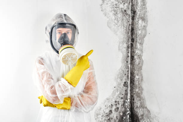 Why You Should Choose Our Mold Remediation Services in Moundsville, WV