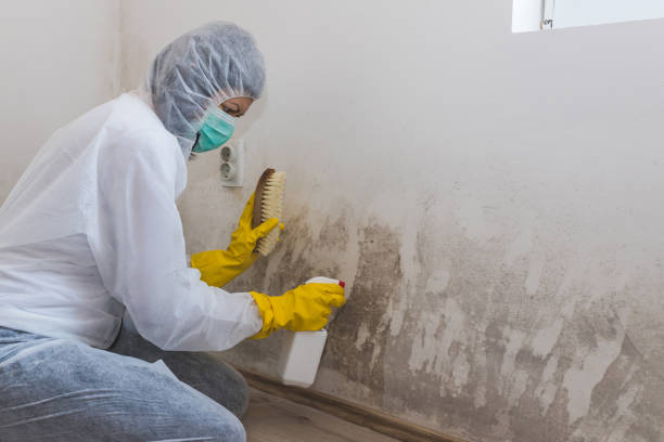 Best Environmental Consulting for Mold Prevention  in Moundsville, WV